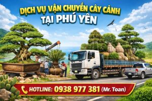 Dịch Vụ Vận Chuyển Cây Cảnh Tại Phú Yên